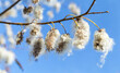 willow fluff in autumn, branches against the sky with white fluff