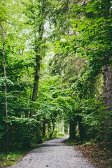 Sticker - Vertical shot of a walking path in a forest surrounded by wild green nature in daylight