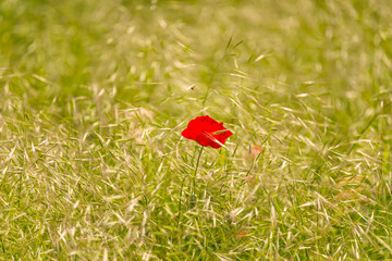 Wall Mural - Isolated red wild poppy in a field of rye in summer