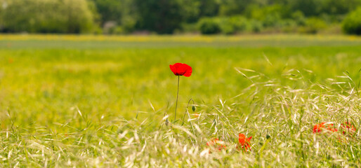 Wall Mural - Isolated red wild poppy in a field of rye in summer