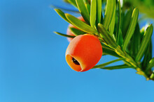 Yew Branch With Red Berry ( Taxus Cuspidata )