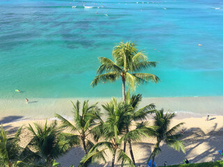 Wall Mural - Waikiki beach with palm trees in Hawaii