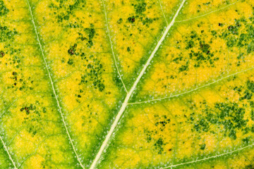 Macro photo of a green and yellow leaf; colorful autumn foliage. Leaf texture close-up. Macro photography.	