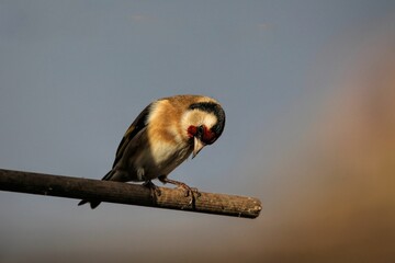 Poster - Adorable Goldfinch (Carduelis carduelis) leaning forward perched on tree branch on blur background