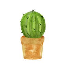 Blooming Cactus Watercolor. Isolated Objects.