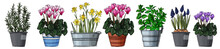 Mint, Сyclamen, Rosemary. Spicy Italian Herbs In A Pot. Color Sketch Of Houseplant Line On A White Background. Daffodils, Muscari