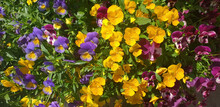 Panorama Of Viola Tricolor Multicolored Flowers Grow In A Flower Bed On A Sunny Day.