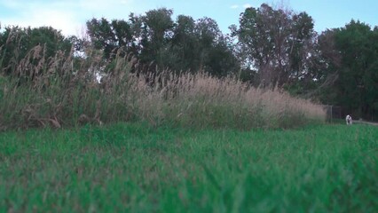 Sticker - Slow motion of the Dalmatian dog running in the meadow.