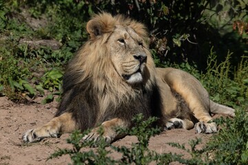 Sticker - Male lion lying on sandy ground