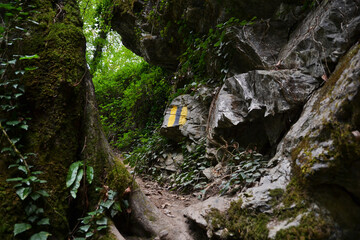 Wall Mural - path in the forest