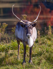 Wall Mural - Caribou or reindeer standing in a an autumn field in Canada