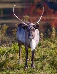 Poster - Caribou or reindeer standing in a an autumn field in Canada