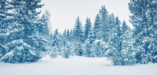 Wall Mural - Panoramic view of the spruce forest with firs covering by soft snow.