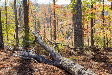 Wall Mural - Fallen trees in autumn park as result of tornado