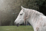 Fototapeta  - white horse portrait, rural scene