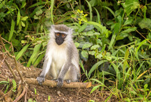 Vervet Monkey, Chlorocebus Pygerythrus, A Small Black Faced Primate Found In East Africa. A Sociable Troop Animal In Queen Elizabeth National Park, Uganda