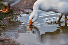Goose Drinking Water Out Of Puddle, Reflections