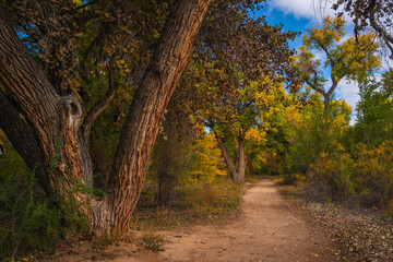 Wall Mural - Autumn trees in the park, riparian cottonwood forest footpath at Bosque Trail Park of Rio Grand River in Albuquerque, New Mexico, USA