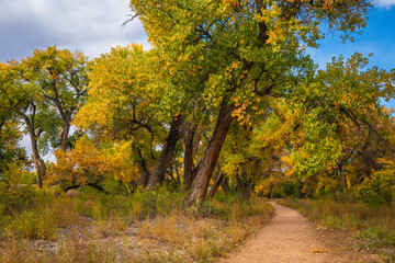 Wall Mural - Autumn trees in the park, riparian cottonwood forest footpath at Bosque Trail Park of Rio Grand River in Albuquerque, New Mexico, USA