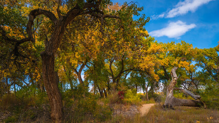 Wall Mural - Autumn trees in the park, riparian cottonwood forest footpath at Bosque Trail Park of Rio Grand River in Albuquerque, New Mexico, USA