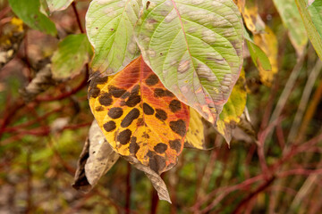 Large yellow and red leaf with brown spots hanging from a tree in the autumn.