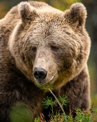 Wall Mural - brown bear portrait in the forest, tickling its chin with a small pine tree