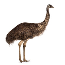 Adult Emu Bird Aka Dromaius Novaehollandiae, Standing Side Ways. Isolated On A White Background.