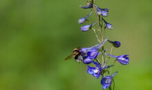 Blue Delphinium Flower And Bumblebee Close-up On A Background Of Greenery