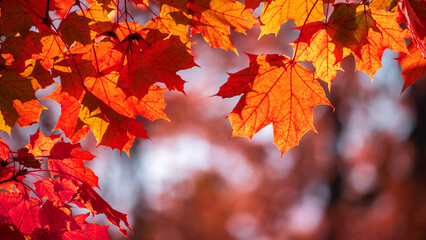 Wall Mural - yellow autumn leaves and black trunks against a blue sky.