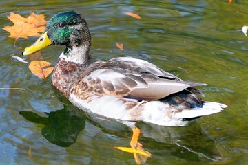 Sticker - Cute male mallard duck swimming in a lake with dry fallen leaves on a sunny day