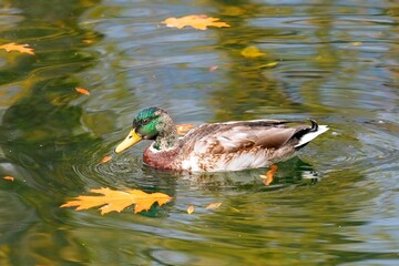 Poster - Cute male mallard duck swimming in a lake with dry fallen leaves on a sunny day