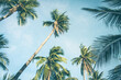 Close up of coconut trees with blue sky background.