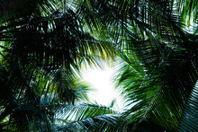 Green Leaves Of Coconut Tree For Nature Background, Abstract Background Of Green Leaves, Nature, Palm Leaves.
