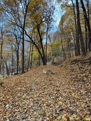 Wall Mural - fall hiking trails in the hills and mountains in autumn