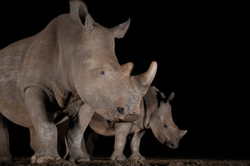 Poster - Southern white rhino at a waterhole