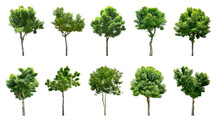 Collection Trees And Bonsai Green Leaves. 
Total 10 Trees. (png)
