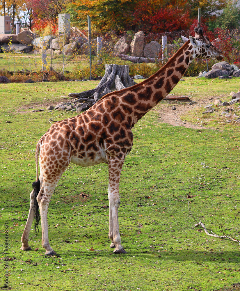 Giraffe (Giraffa camelopardalis) is an African even-toed ungulate ...