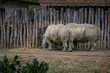 Rhino captive breeding and wooden enclosure.
