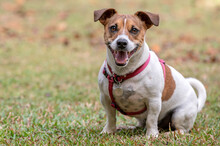 Jack Russel Dog Wearing Red Collar Looking At Camera On The Green Grass During A Hot Summer Day