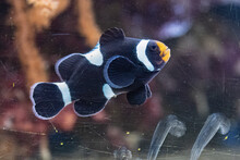 Black Clown Fish In An Aquarium With Dirty Glass.