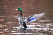 A Mallard Duck Drying Up At The Pond