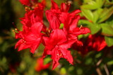 Fototapeta  - Różanecznik azalia rododendron Rhododendron 