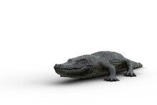 3D Illustration Of An Alligator Resting On Land Isolated On White.
