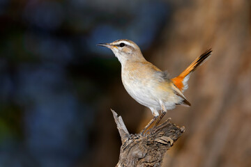 Poster - A Kalahari scrub robin (Cercotrichas paena) perched on a branch, South Africa.