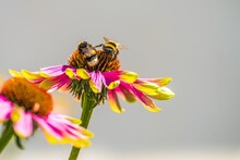 Selective Shot Of Two Bumblebees On An Echinacea Flower
