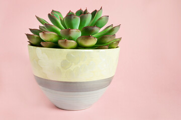 Wall Mural - Succulent on pink background