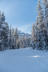 Wall Mural - Winter forest in Banff Park