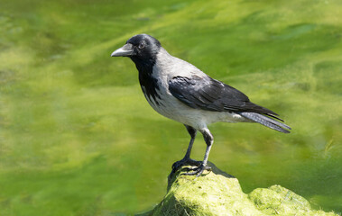 Hooded crow (Corvus cornix) (also called the scald-crow or hoodie) is a Eurasian bird species in the genus Corvus.
