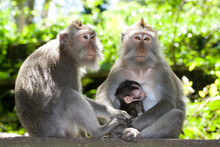 Monkey Family - Long Tailed Macaques - Father, Mother And Child
