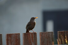Beautiful Male Blackbird With Orange Beak Sitting On Top Of A Wooden Fence In The Afternoon Sun